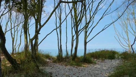 Walk through the forest to the beach, Germany, Darß Stock Footage 249606483