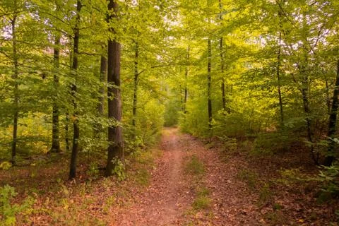 A walk through a forest at the beginning of fall Stock Photos