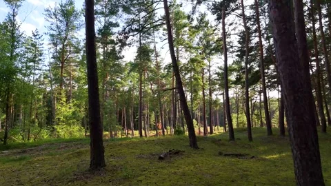 A walk through the forest, a drone flight through a pine forest between trees Stock Footage 343683696
