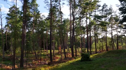 A walk through the forest, a drone flight through a pine forest between trees Stock Footage 343683740