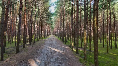 A walk through the forest, a drone flight through a pine forest between trees Stock Footage 343683764