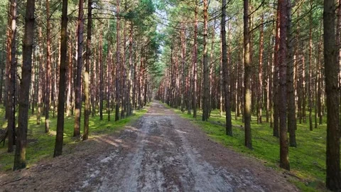 A walk through the forest, a drone flight through a pine forest between trees Stock Footage 343683771