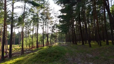 A walk through the forest, a drone flight through a pine forest between trees Stock Footage 343683805