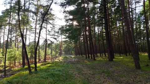 A walk through the forest, a drone flight through a pine forest between trees Stock Footage 343683857