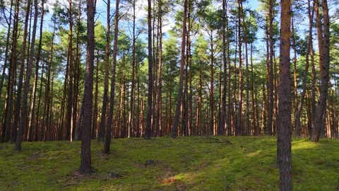 A walk through the forest, a drone flight through a pine forest between trees Stock Footage 343683904