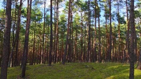 A walk through the forest, a drone flight through a pine forest between trees Stock Footage 343683907