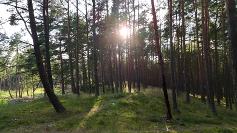 A walk through the forest, a drone flight through a pine forest between trees Stock Footage 343684010