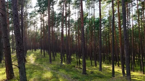 A walk through the forest, a drone flight through a pine forest between trees Stock Footage 343684080