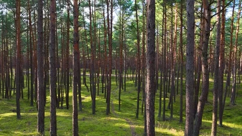A walk through the forest, a drone flight through a pine forest between trees Stock Footage 343684092