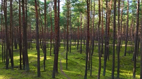 A walk through the forest, a drone flight through a pine forest between trees Stock Footage 343684194