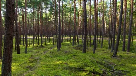 A walk through the forest, a drone flight through a pine forest between trees Stock Footage 343684247