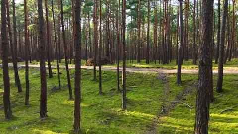 A walk through the forest, a drone flight through a pine forest between trees Stock Footage 343684320