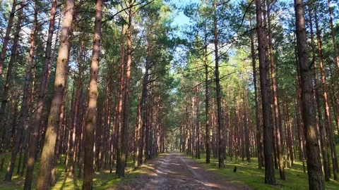 A walk through the forest, a drone flight through a pine forest between trees Stock Footage 343684462
