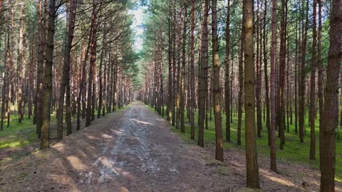 A walk through the forest, a drone flight through a pine forest between trees Stock Footage 343684494
