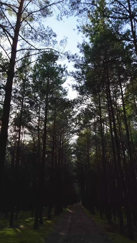 A walk through the forest: a drone flight through a pine forest, vertical vid Stock Footage 343684529