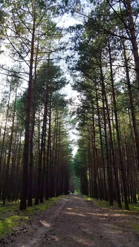 A walk through the forest: a drone flight through a pine forest, vertical vid Stock Footage 343684725