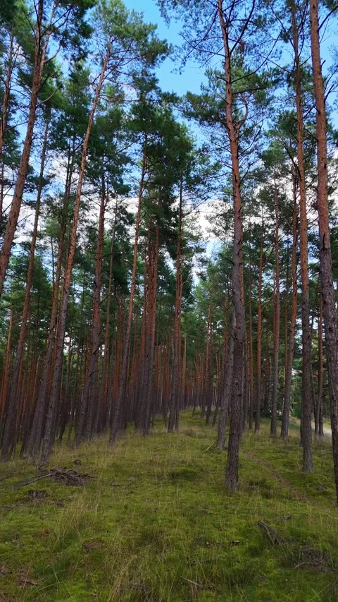 A walk through the forest: a drone flight through a pine forest, vertical vid Stock Footage 343684781