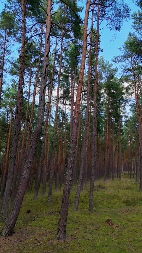 A walk through the forest: a drone flight through a pine forest, vertical vid Stock Footage 343684798