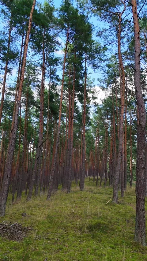 A walk through the forest: a drone flight through a pine forest, vertical vid Stock Footage 343684880