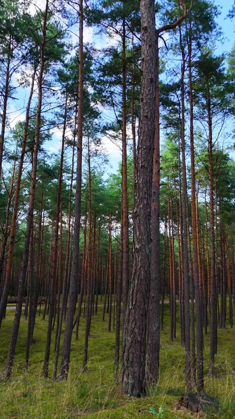 A walk through the forest: a drone flight through a pine forest, vertical vid Stock Footage 343684931