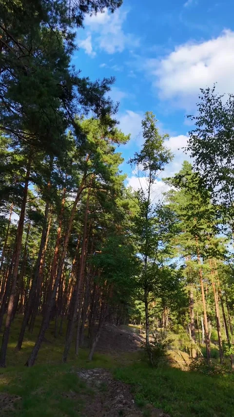 A walk through the forest: a drone flight through a pine forest, vertical vid Stock Footage 343685022