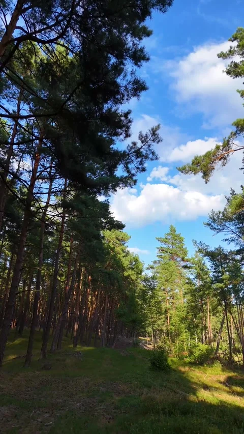 A walk through the forest: a drone flight through a pine forest, vertical vid Stock Footage 343685032