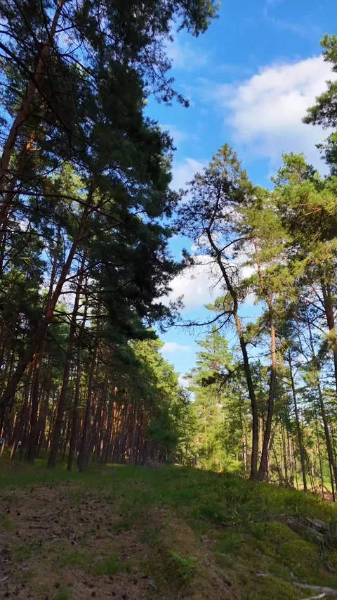 A walk through the forest: a drone flight through a pine forest, vertical vid Stock Footage 343685059
