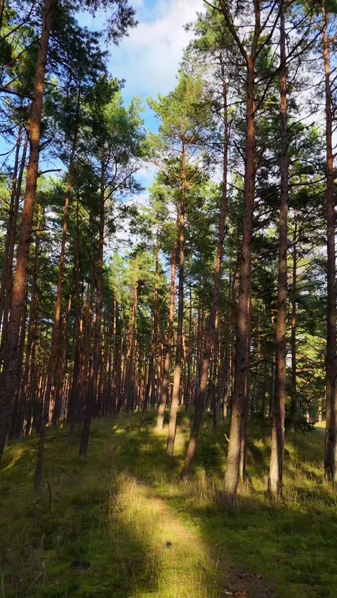 A walk through the forest: a drone flight through a pine forest, vertical vid Stock Footage 343685098