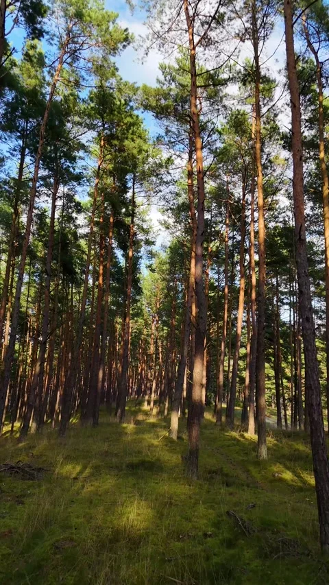 A walk through the forest: a drone flight through a pine forest, vertical vid Stock Footage 343685121