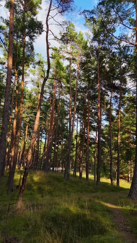 A walk through the forest: a drone flight through a pine forest, vertical vid Stock Footage 343685152