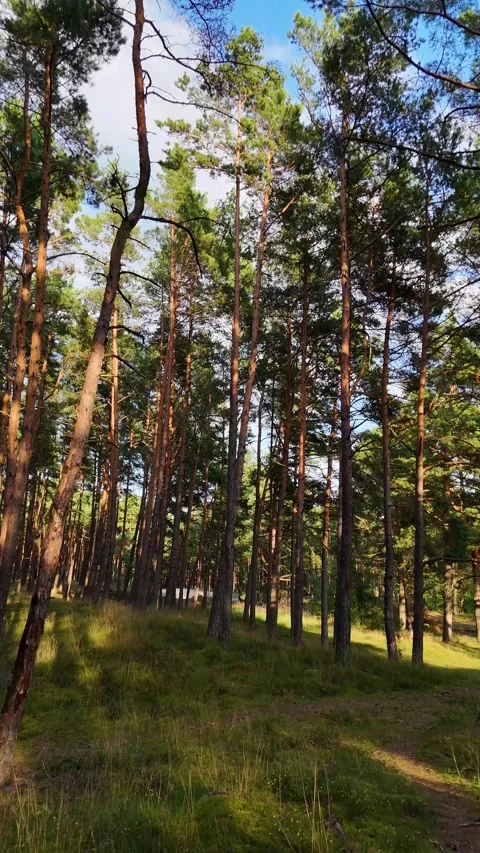 A walk through the forest: a drone flight through a pine forest, vertical vid Stock Footage 343685209