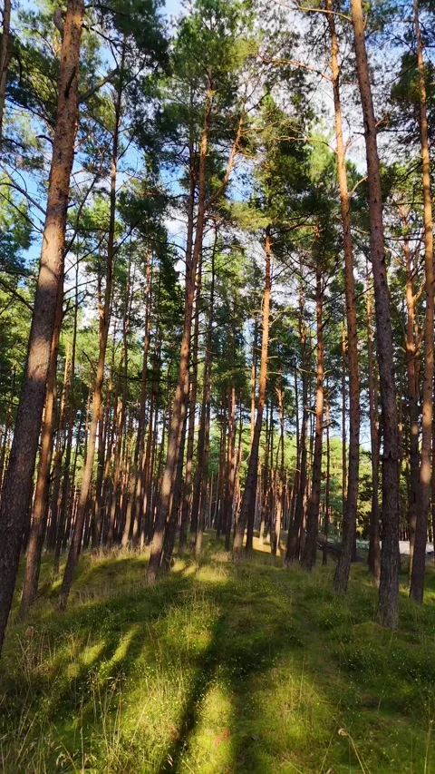 A walk through the forest: a drone flight through a pine forest, vertical vid Stock Footage 343685308