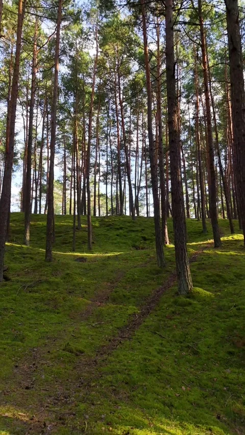 A walk through the forest: a drone flight through a pine forest, vertical vid Stock Footage 343685337