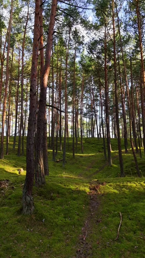 A walk through the forest: a drone flight through a pine forest, vertical vid Stock Footage 343685373