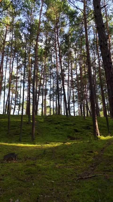 A walk through the forest: a drone flight through a pine forest, vertical vid Stock Footage 343685415