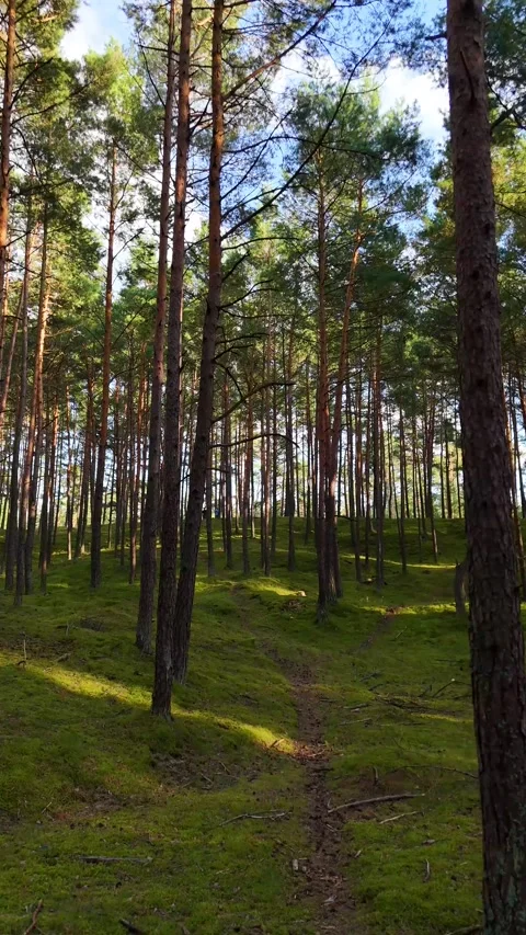 A walk through the forest: a drone flight through a pine forest, vertical vid Stock Footage 343685419
