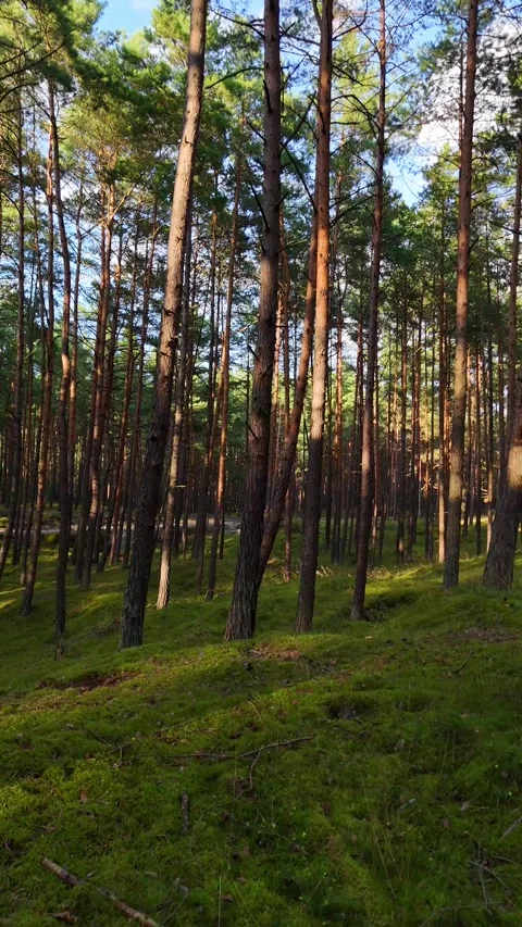 A walk through the forest: a drone flight through a pine forest, vertical vid Stock Footage 343685470