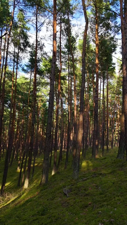 A walk through the forest: a drone flight through a pine forest, vertical vid Stock Footage 343685474