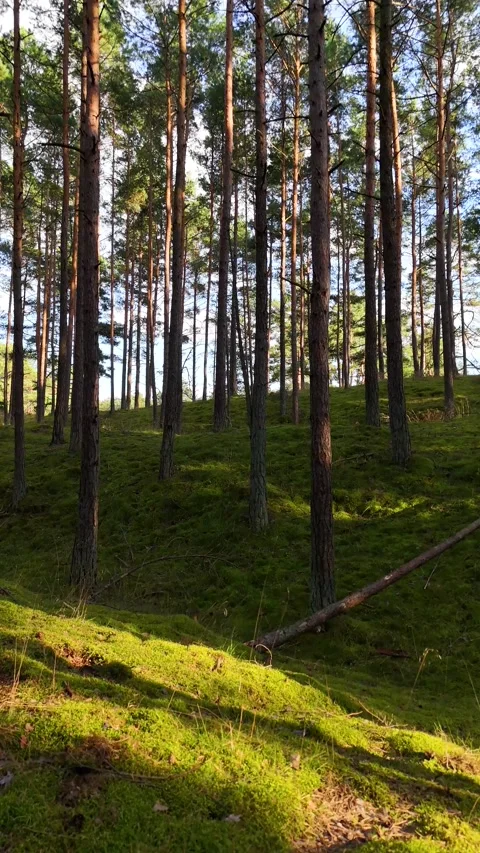A walk through the forest: a drone flight through a pine forest, vertical vid Stock Footage 343685524