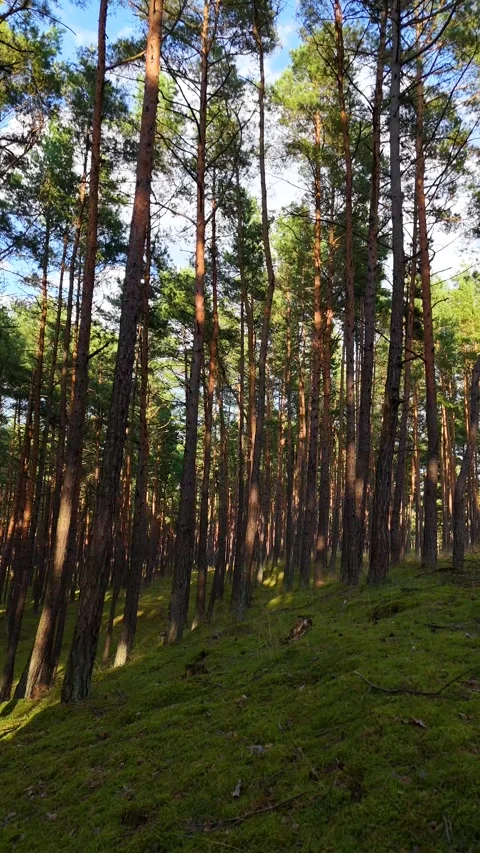 A walk through the forest: a drone flight through a pine forest, vertical vid Stock Footage 343685528