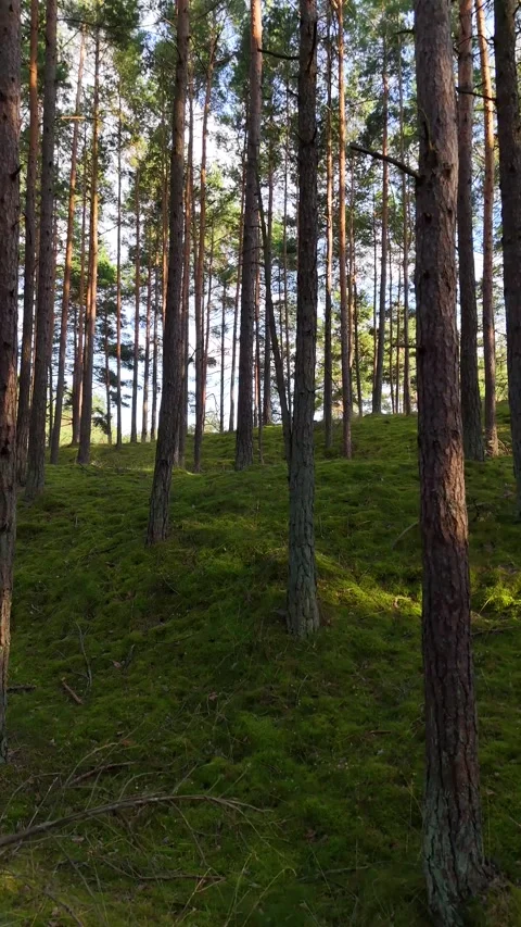 A walk through the forest: a drone flight through a pine forest, vertical vid Stock Footage 343685578
