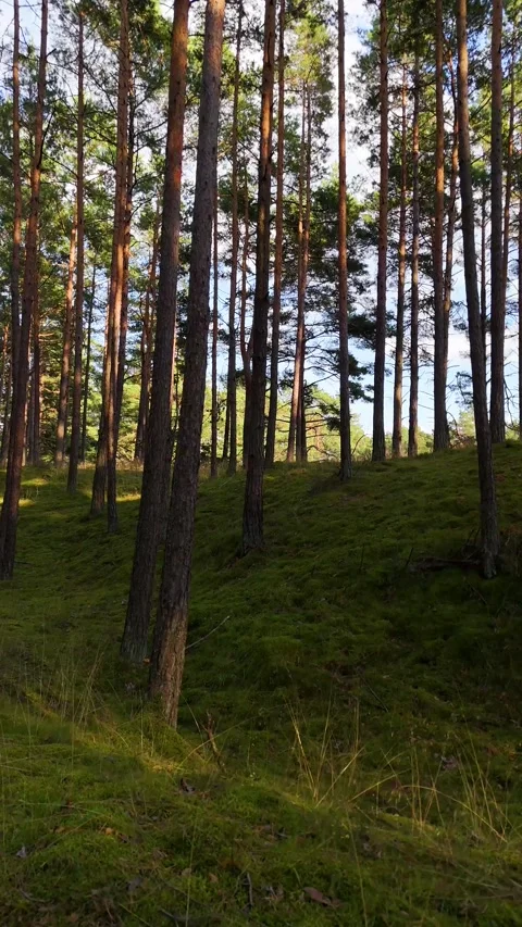 A walk through the forest: a drone flight through a pine forest, vertical vid Stock Footage 343685587