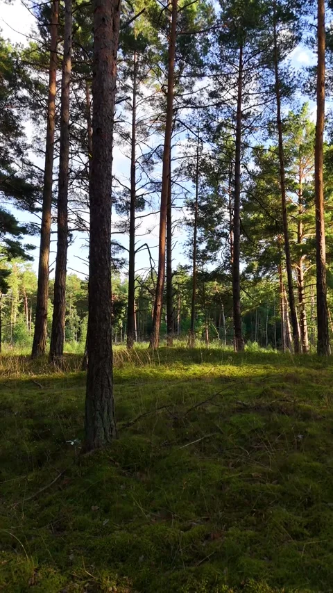 A walk through the forest: a drone flight through a pine forest, vertical vid Stock Footage 343685683