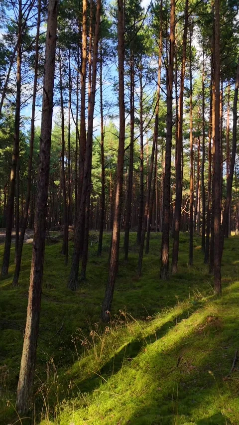 A walk through the forest: a drone flight through a pine forest, vertical vid Stock Footage 343685698