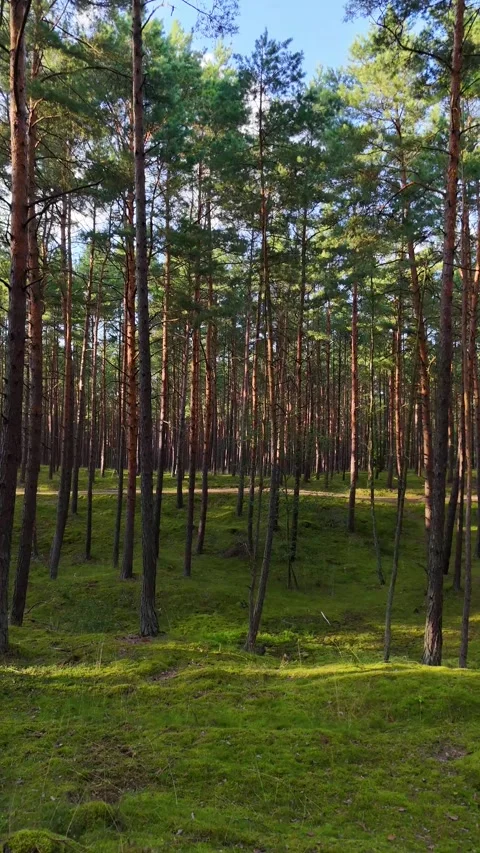 A walk through the forest: a drone flight through a pine forest, vertical vid Stock Footage 343685745