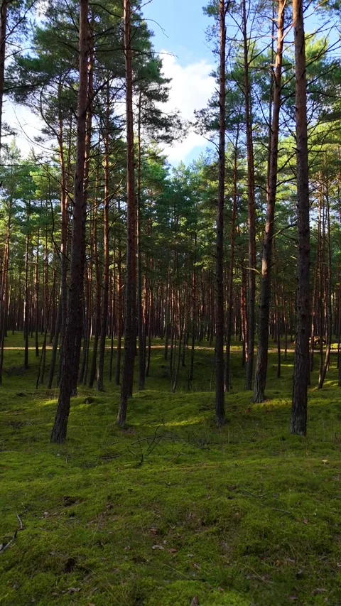 A walk through the forest: a drone flight through a pine forest, vertical vid Stock Footage 343685778