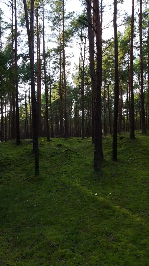 A walk through the forest: a drone flight through a pine forest, vertical vid Stock Footage 343685856
