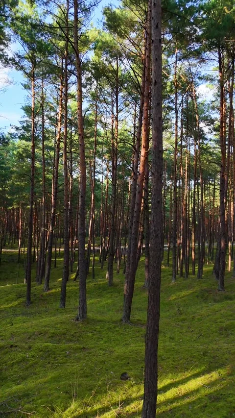 A walk through the forest: a drone flight through a pine forest, vertical vid Stock Footage 343685878
