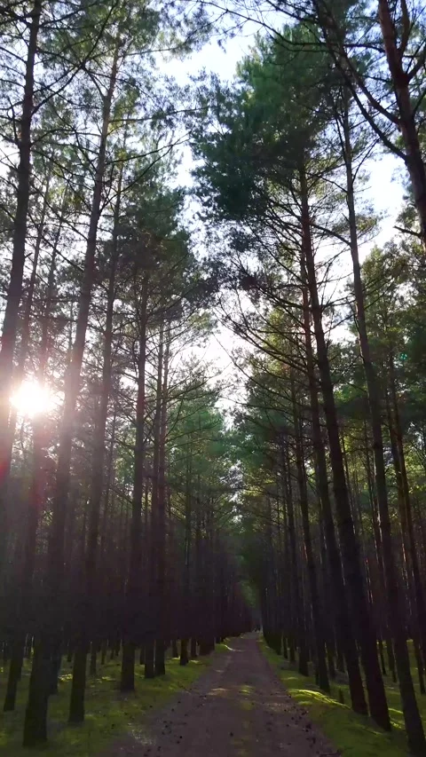 A walk through the forest: a drone flight through a pine forest, vertical vid Stock Footage 343685902