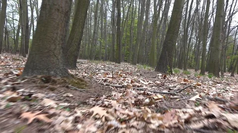 A walk through a forest with dry brown leaves on the ground on a autumn day. Stock-Footage 124682330